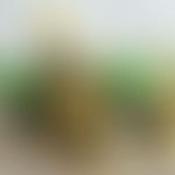 Absoluto Oléos Nobres