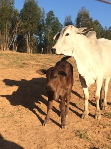 Mbee e a Fazenda Itaíca