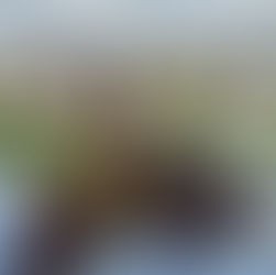 Carré de Cordeiro na airfryer