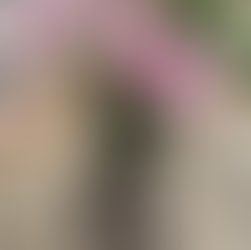 O Jardim das Borboletas