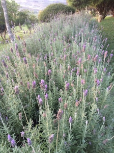 Mbee e a Fazenda Itaíca