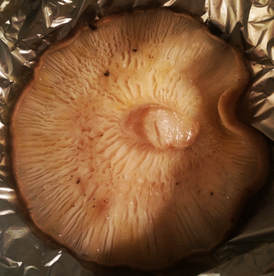 Pacotinhos de Shitake