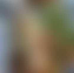 Bruschetta de Parma & Burrata