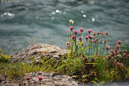 Flower_Stone_Water.jpg