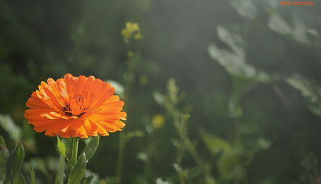 orangene Blume.jpg