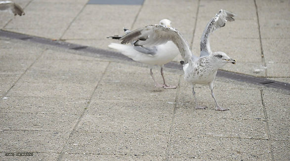 Möwe_Nahaufnahme.jpg