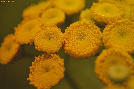 Hypnotizing_Flower.jpg