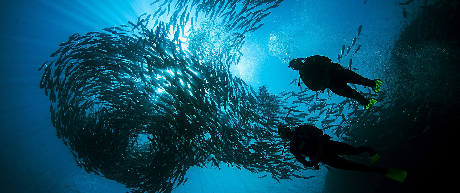 Los Angeles SCUBA DIVING PARADISE