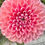 Thumbnail: Dahlia Subscription