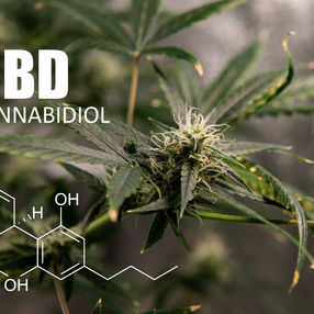 Tratamento com canabidiol pode se tornar mais acessível no Brasil