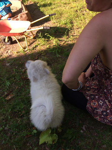 chiot avec maman.jpg