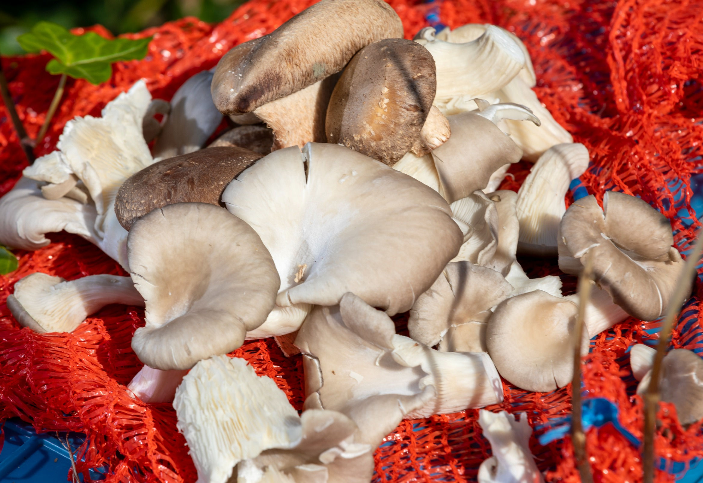 MIX Shii-take & oesterzwam (0.5kg)