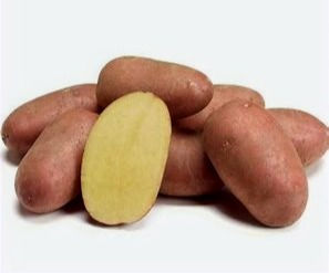 Rode aardappel 'alouette'