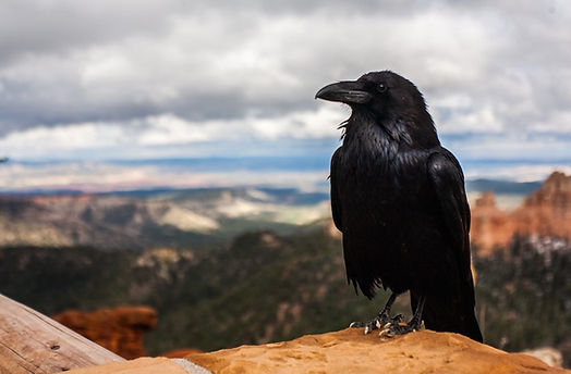 crow.jpeg
