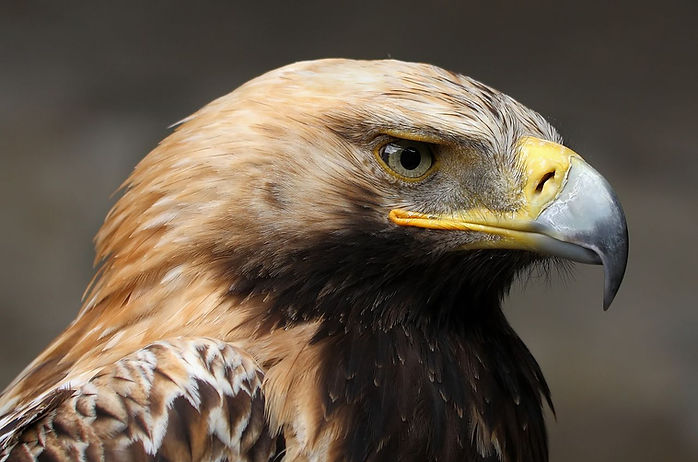 Kaiseradler_Aquila_heliaca_3_amk.jpg