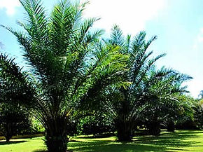 Decoração e paisagismo em Lagoa Santa
