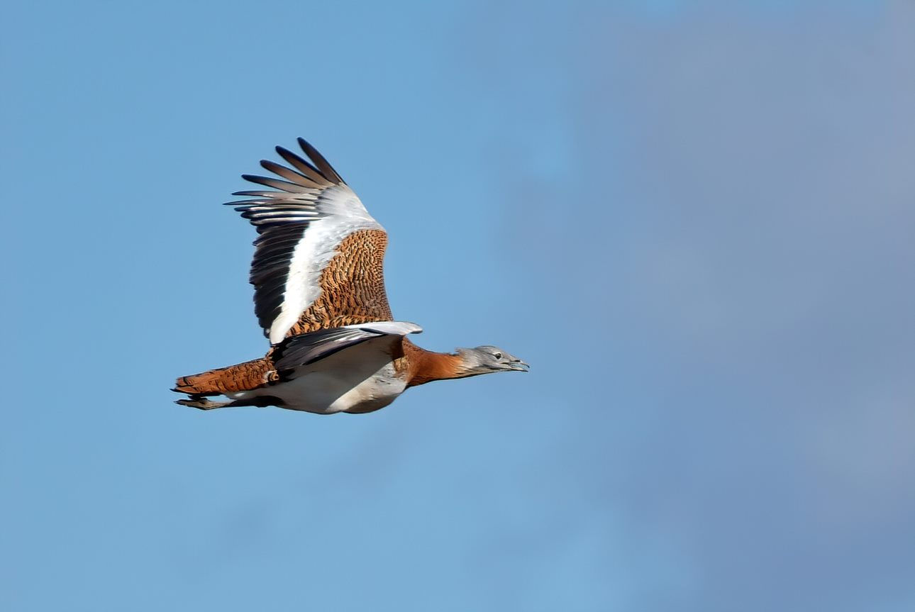 Great Bustard in Flight Card