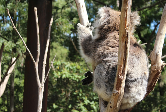 Healesville Sanctuary_1.JPG