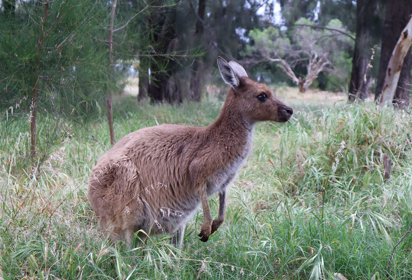Heirisson Island (6).JPG