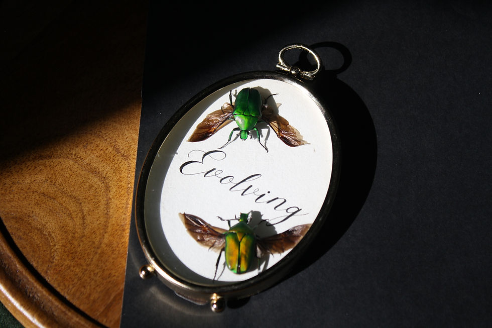 Jewel Beetle Odditie