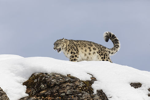 Schneeleopard_Sprachkulturcamp_20211110_AdobeStock_419964871.jpeg