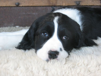 Springer spaniel puppy