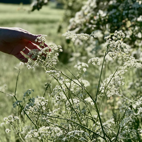 Flowering Cow Parsley in the English Countryside