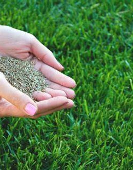 grass seed.jpg