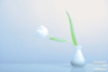 Tulp, wit