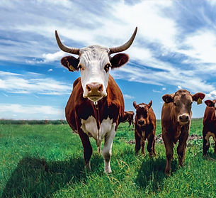 cattle-farming_edited.jpg