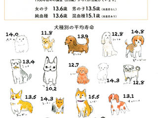東京で暮らす犬の平均寿命