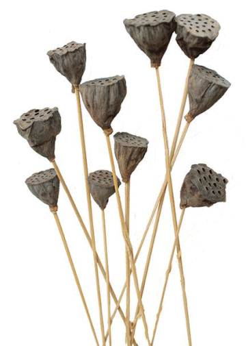 lotus pods