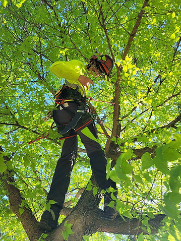 Employé qui est dans un arbre durant un élagage