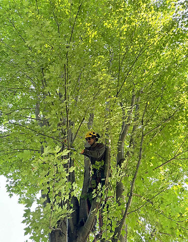 Moi en élagant un arbre.jfif