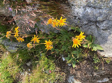 Arnica_edited.jpg
