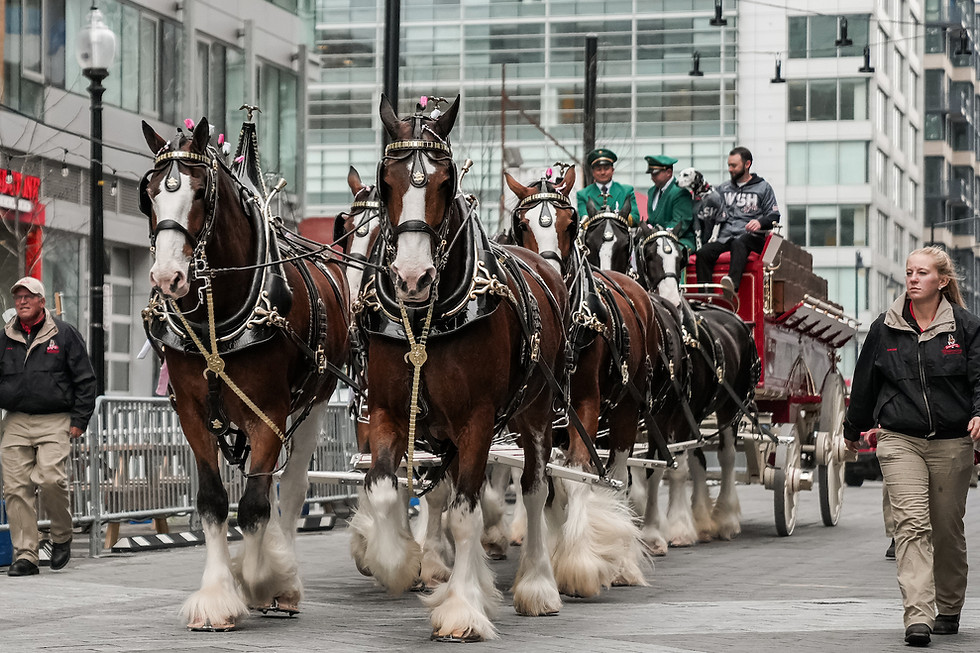 20220330-Clydesdales-CherryBlossoms-70.jpeg