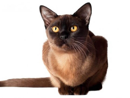 Burmese