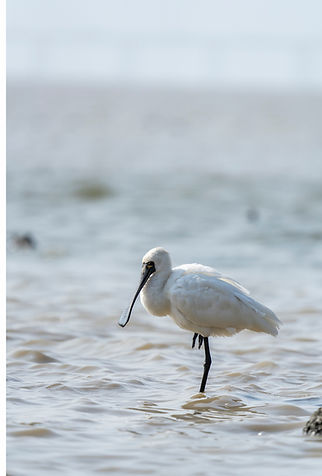 spoonbill_1.jpg