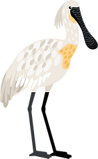 spoonbill vec.png