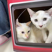 IMG_6156 2_edited.jpg