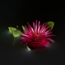 Karen Jeffs
Flower Lights

