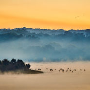 Feeding Time - Roy Bolton