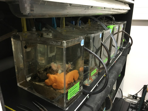 Petits aquariums de recherche à l'UPMC