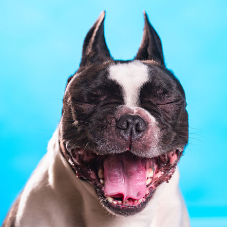 Shooting bulldog français qui rigole