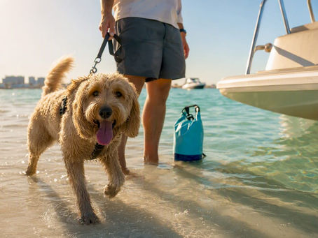 Dog preparing to board Crab Island tour