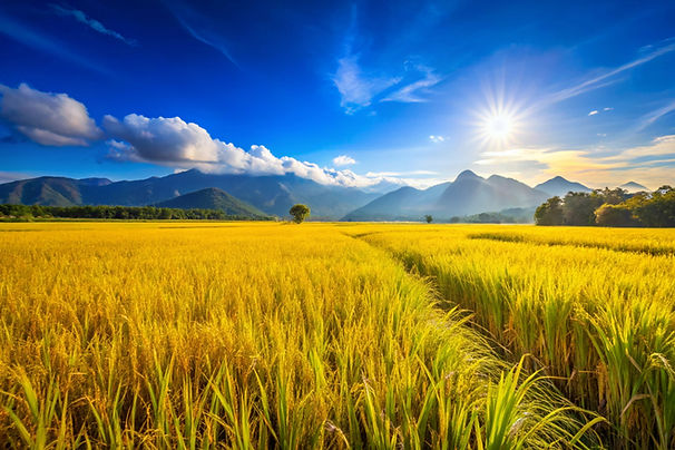 vibrant-landscape-golden-rice-field-bright-blue-sky (1).jpg