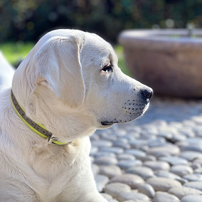 labrador retriever puppies for sale san diego
