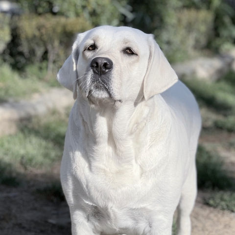White English Labrador Retrievers For Sale Los Angeles California