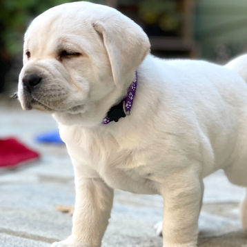 White English Labrador California.jpg