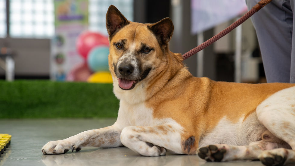 Kasetsart University in Bangkok, Veranstaltungsort des CCFT Thailand 2025